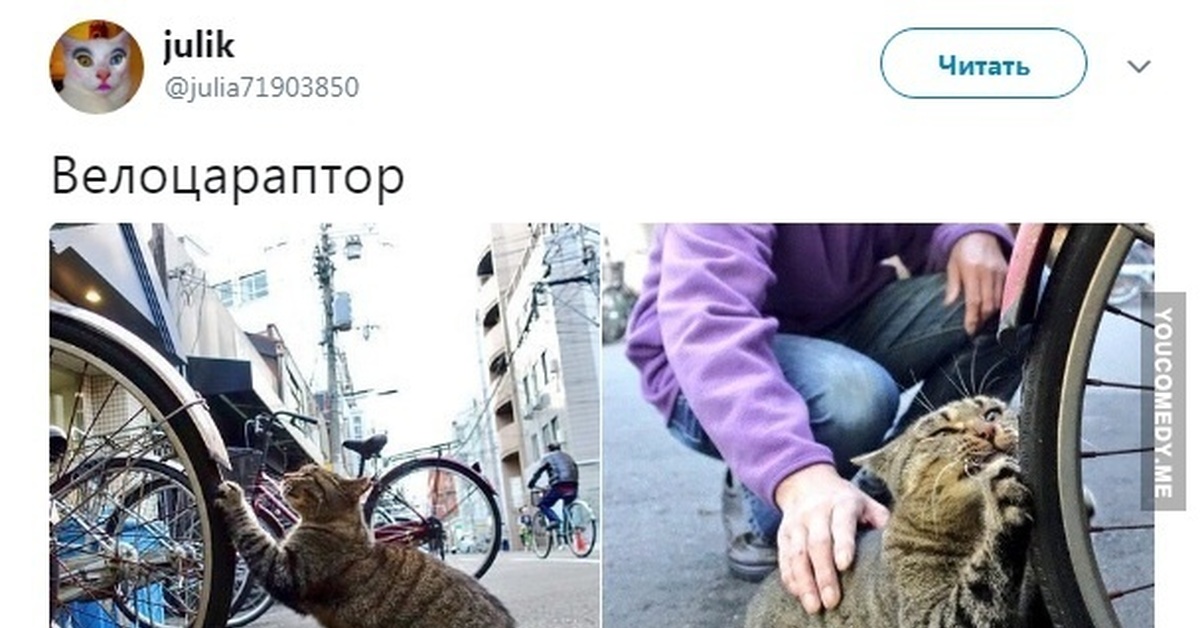 Составляющие управленческого решения. Единорог (мифология). Начальник мем. Отвечать вопросом на вопрос. Единорог в древности.