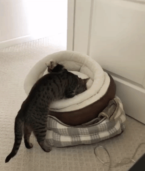 1529824377143398096.gif
