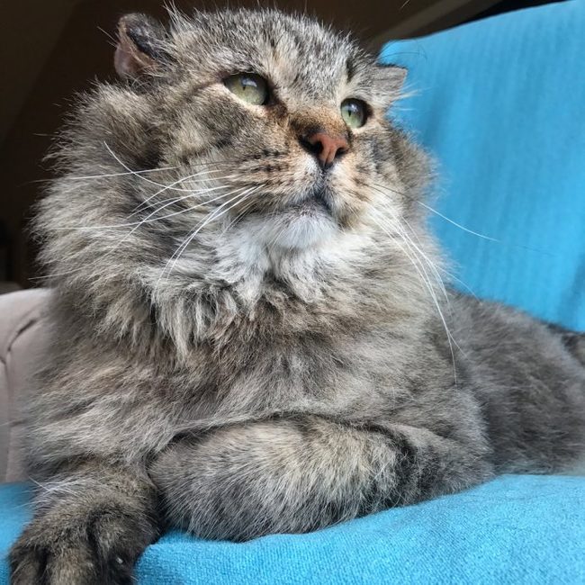 Mr. Belvedere's Rescue Story - cat, The rescue, Mister, Belvedere, Pallas' cat, Longpost