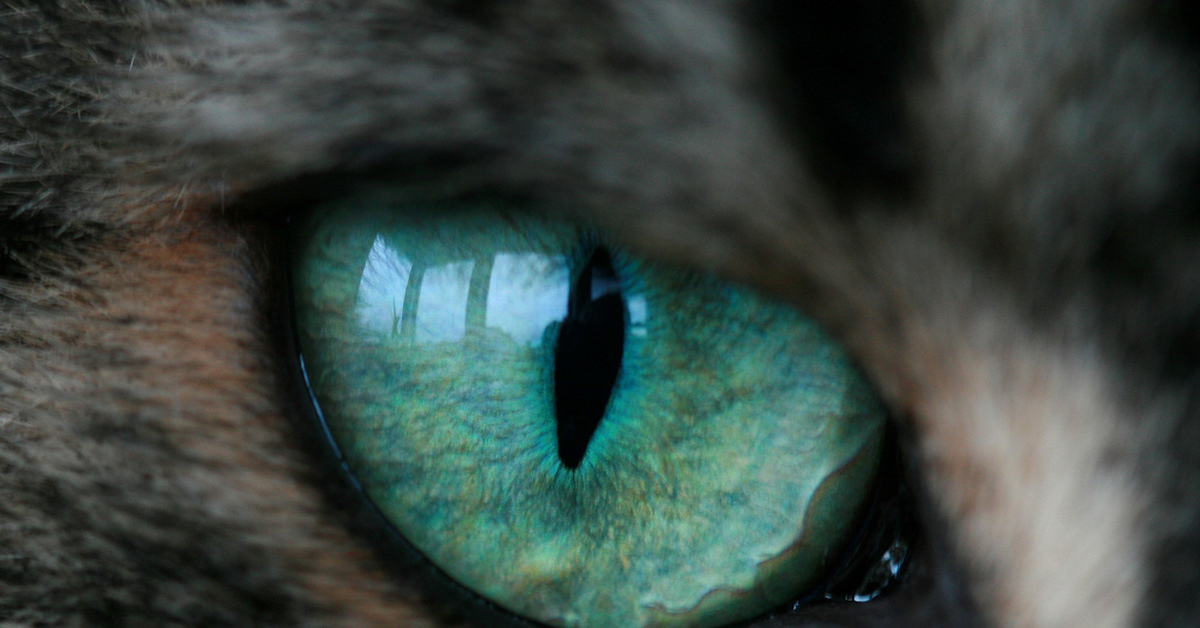 Сделать глаза кошке. Глаза кошки. Необычные глаза животных. Кошачий глаз. Глаза животных Эстетика.