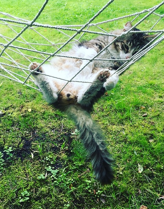 The cat and the reaction to football - My, cat, Football, Russian team, Siberian cat, World championship, Longpost