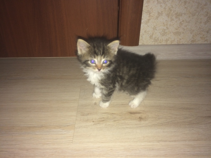 Yaroslavl. - Kittens, In good hands, cat, My, Yaroslavl