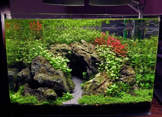 cute herbalist - Aquarium, Aquascape