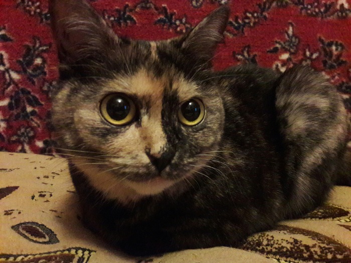 Главный злодей дома.