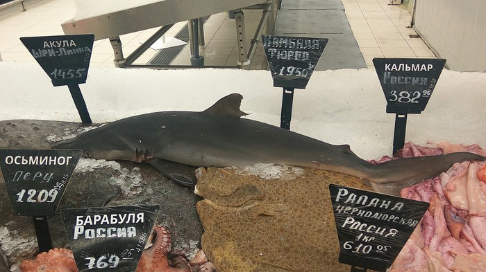 I probably won't swim today. - My, Shark, The photo, Russia