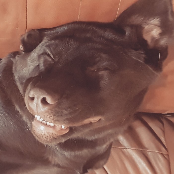 Smile - My, Labrador, smile, Dog, Humor