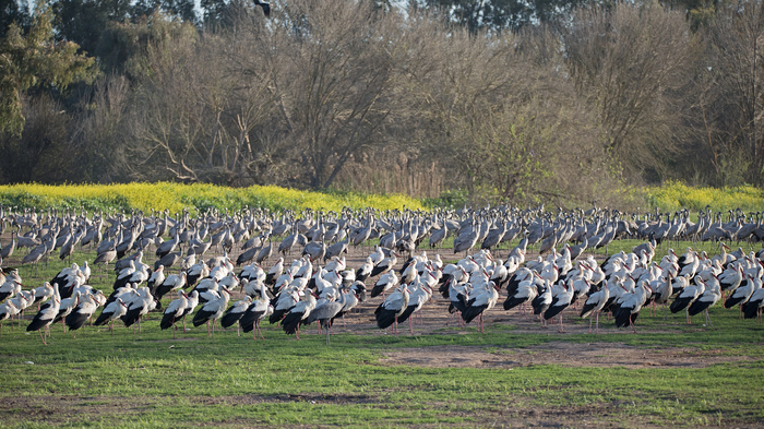 intermediate stop - My, The photo, White stork, Birds, Stork, Cranes