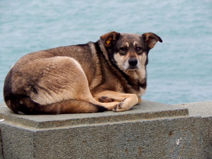 On the embankment of Yalta - My, Dog, Yalta, Embankment, Crimea