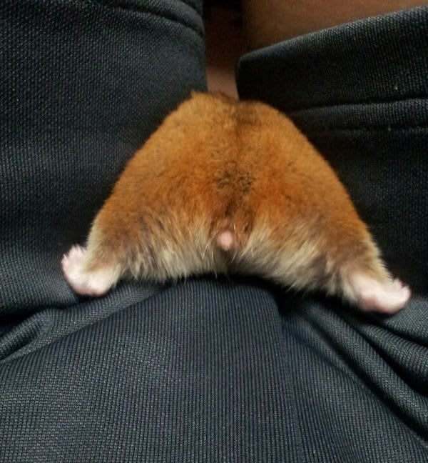 Hamster butts are the cutest new mood booster - The photo, Hamster, Booty, Milota, Longpost