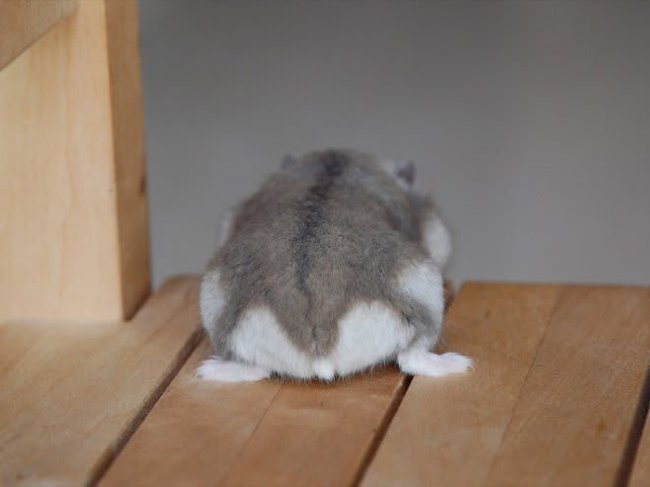 Hamster butts are the cutest new mood booster - The photo, Hamster, Booty, Milota, Longpost