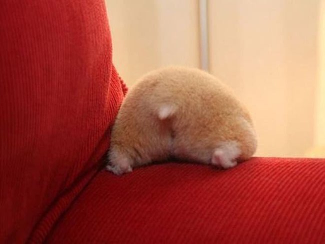 Hamster butts are the cutest new mood booster - The photo, Hamster, Booty, Milota, Longpost