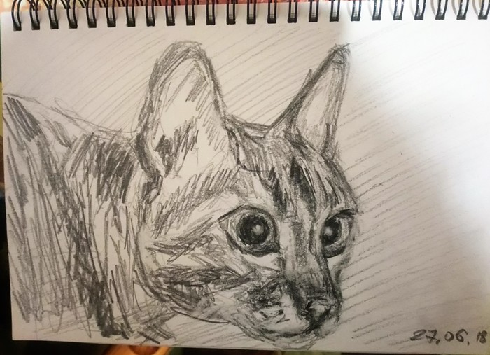 Cat - My, cat, Curiosity, Pencil drawing