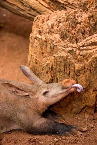 Book of Animals: Aardvark - My, Aardvark, Animals, Wild animals, Longpost, Humor, Animal book