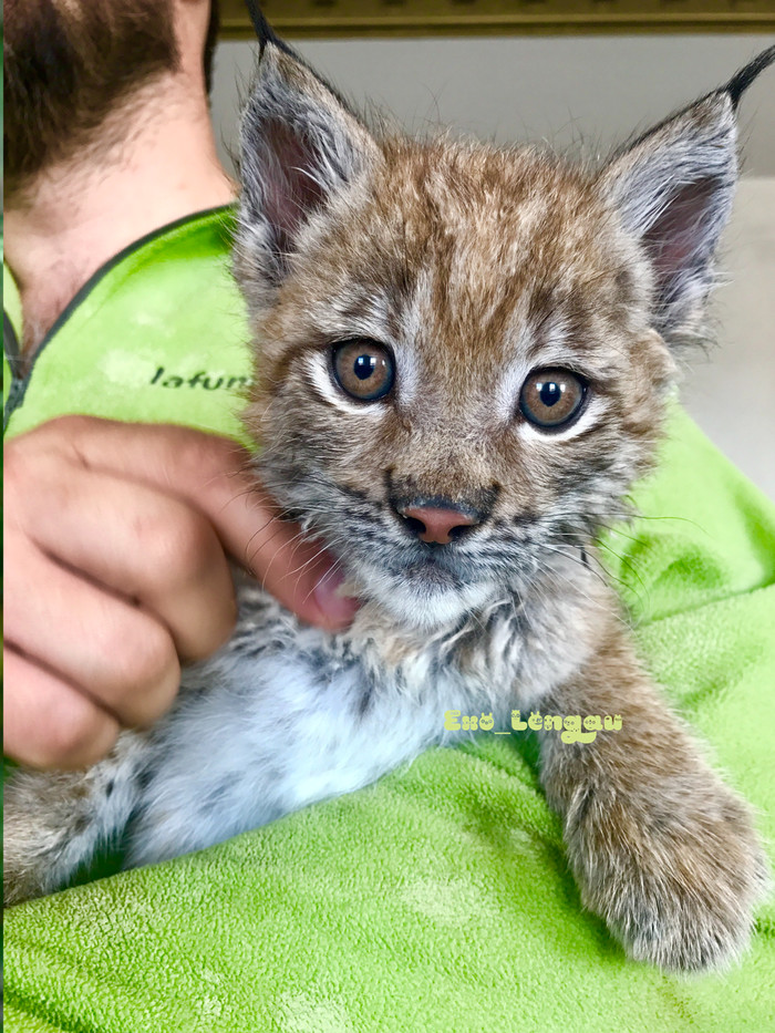 Little lynx named Katka) - Lynx, , Lynx