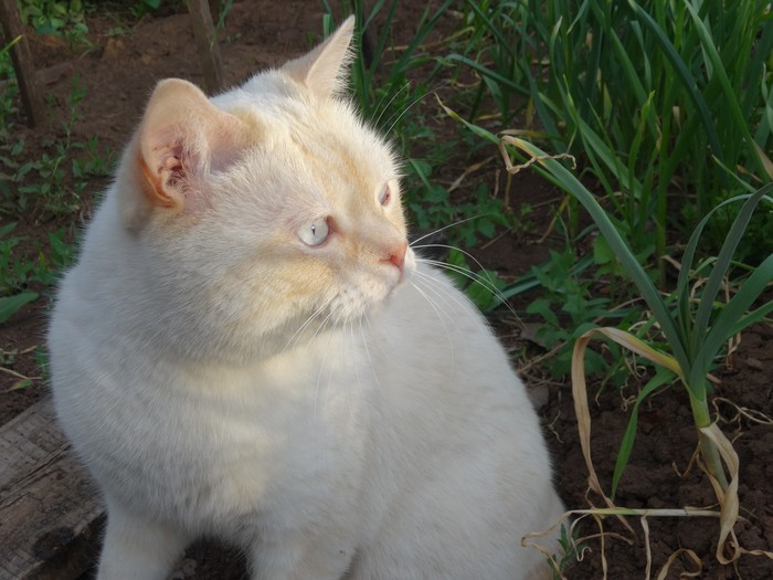 Стража на Рейне