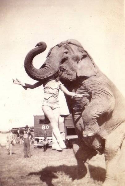 publicity stunt - Elephants, , Performer, To fall, Circus, USA, Past