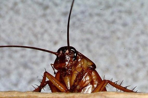 For the first time, in a long time, I saw one cockroach in the apartment - is it worth it to be afraid and prepare for hordes of these terrible insects? - Cockroaches, Need advice