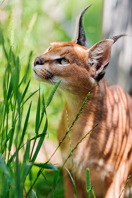 Caracal - Caracal, Animals, The photo