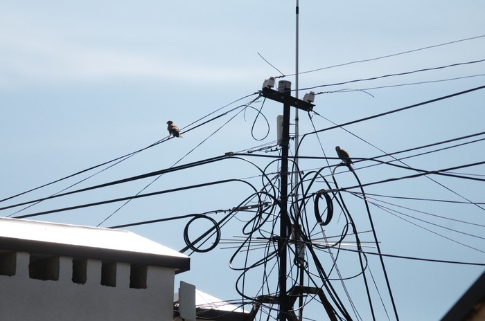 Predatory family - My, Kestrel, Orel city, Predator birds, Falcon, Birds, Longpost