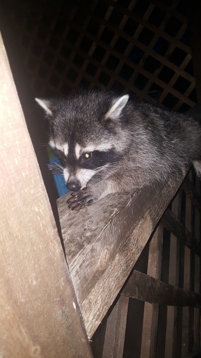 wild raccoon - My, Raccoon, Dzhubga, Guests, Reserve, Longpost, Animals, Reserves and sanctuaries