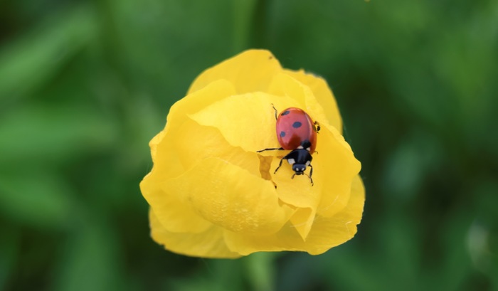 Божья коровка и цветок - Моё, Моё, Божья коровка, Фотография, Nikon d3300