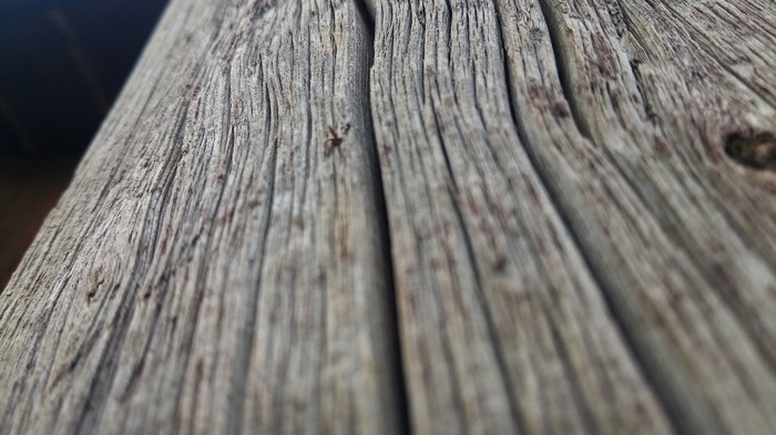 tree suffering - My, Pillar, Tree, Nature, Death