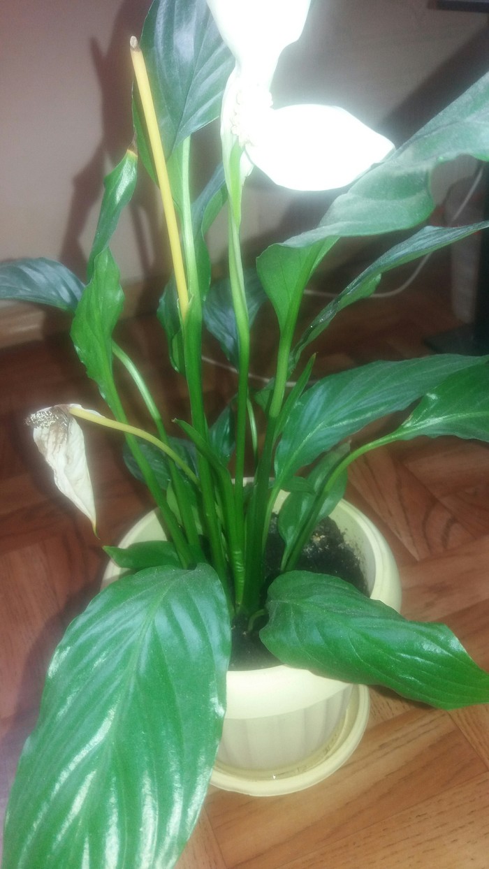 ��������� ������, ��� �� ��� ���������?