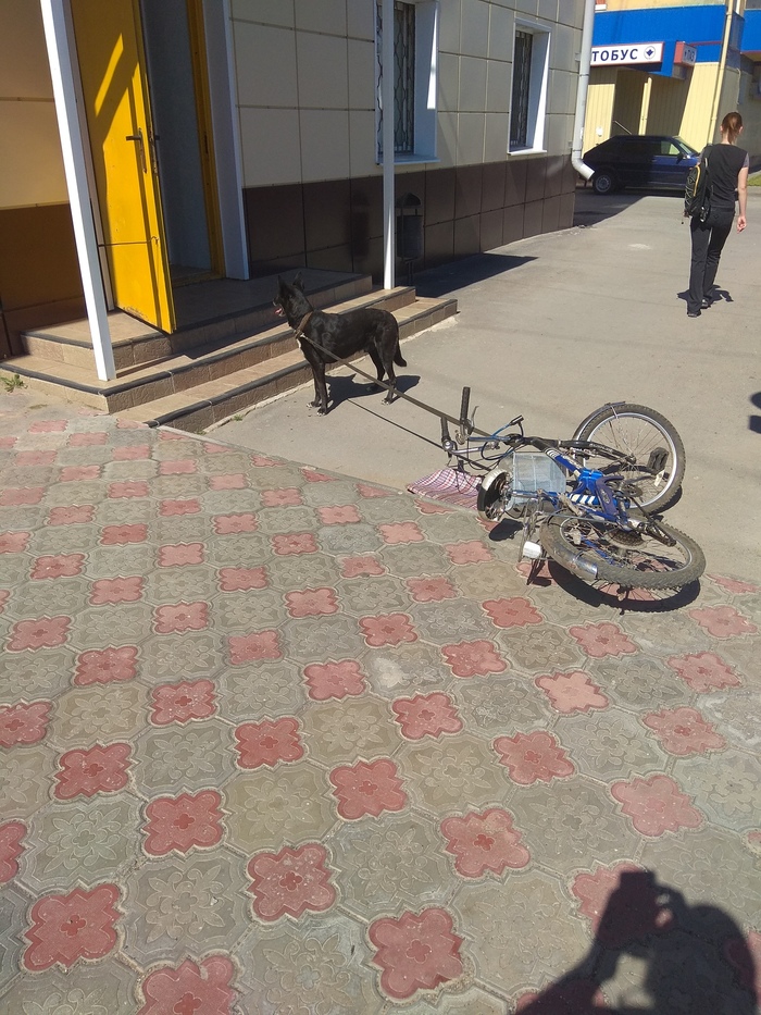 Question of the Day: is the dog tied to the bike to prevent it from being stolen? Or is the bike tied to the dog so it doesn't run away? - My, Lipetsk, About eternal, Question