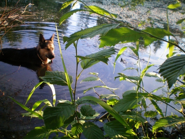 duck dog - My, Dog, The photo, Longpost