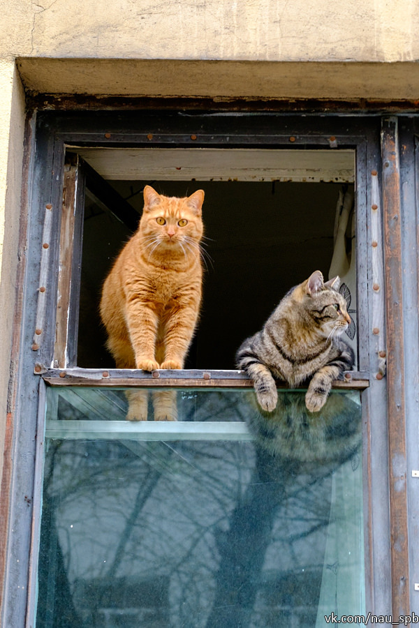 Cats on the Fontanka :)) - cat, Saint Petersburg, Fontanka, Longpost, The photo