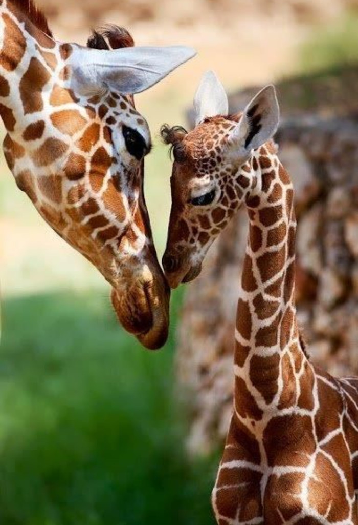 giraffe with mom - Giraffe, Animals, The photo