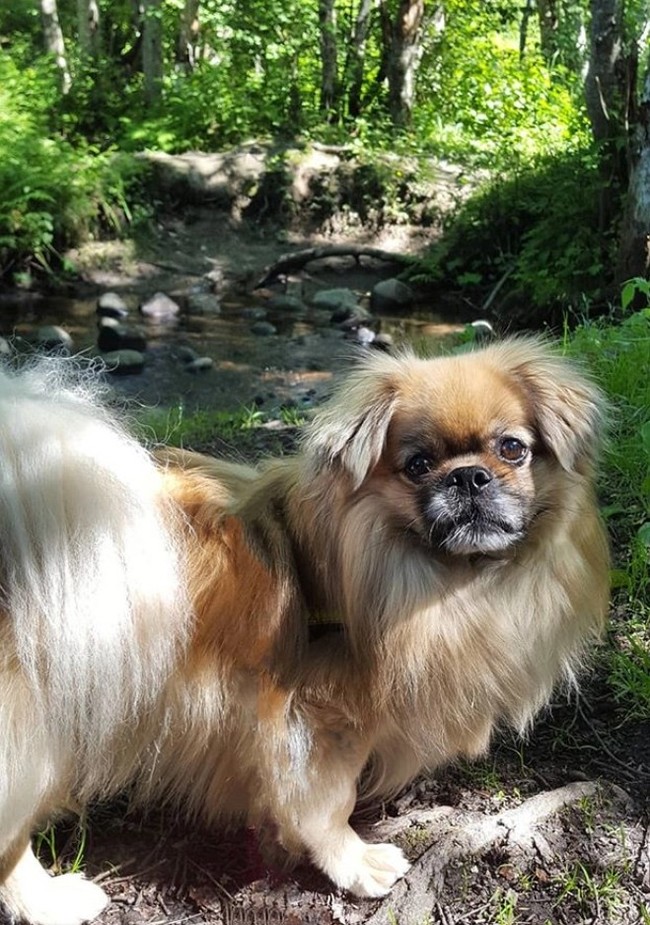 Tibetan spaniel, origin. - Long post with continuation, Dog breeds, Longpost, Dog