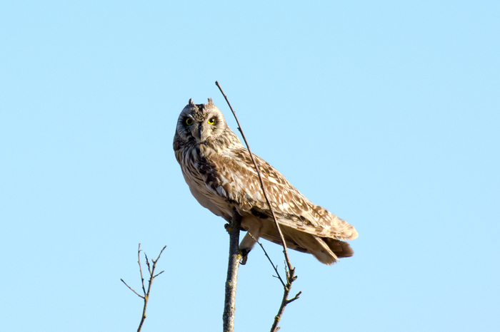 Swamp owl - My, Swamp owl, The photo, Owl, Leningrad region, Predator birds, Birds