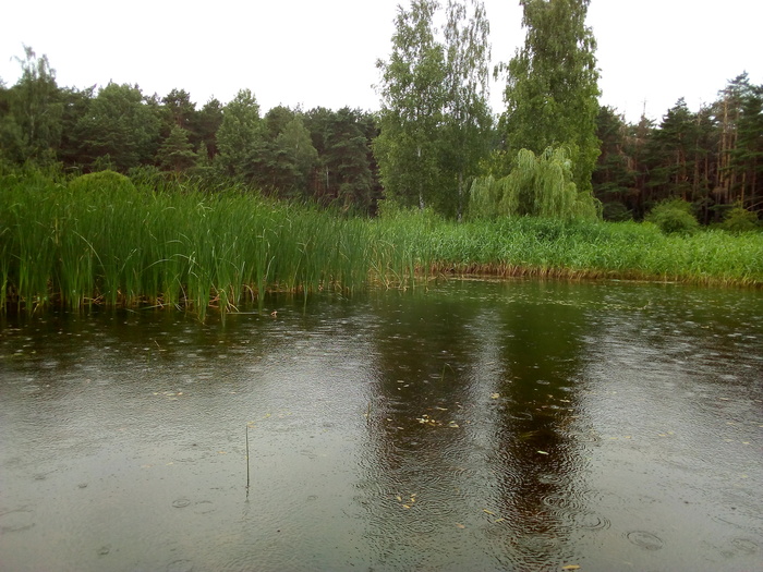 Walks in the open air - My, Nature, The photo, Forest, Reservoir, Longpost