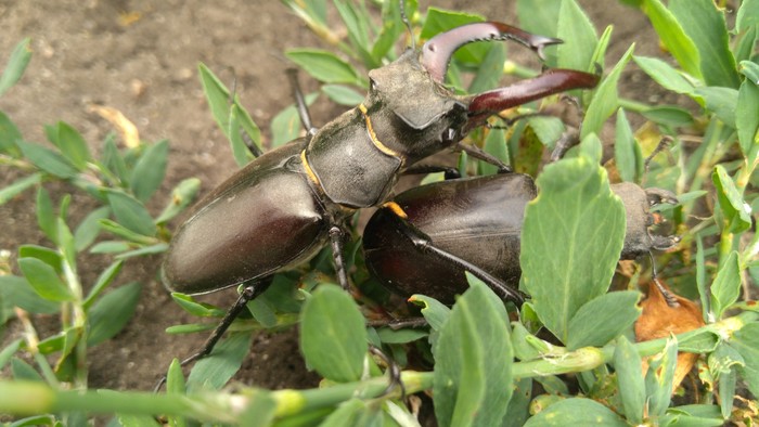 Love love)) - My, Deer Beetle, Longpost, Жуки, , Love