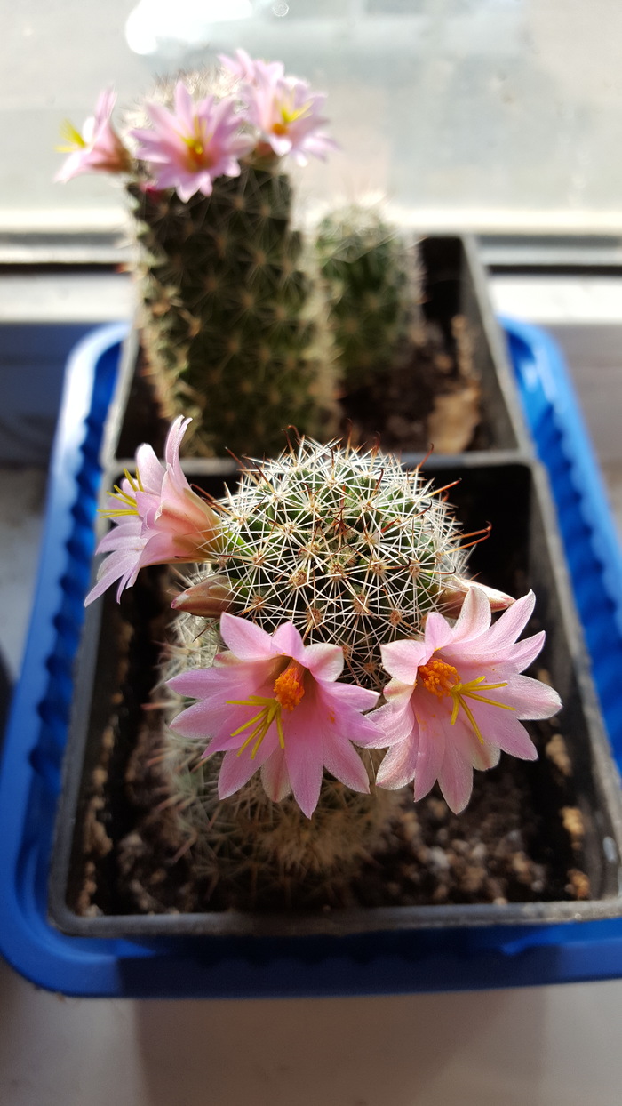 Glamorous cacti - My, Cactus, Bloom