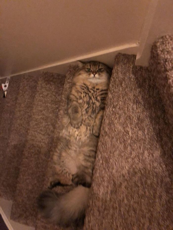 Master of disguise - cat, Steps, Stairs, Disguise, Color