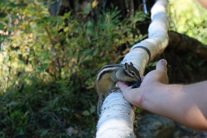 Cute chipmunk. - My, Chipmunk, Animals, Chip and Dale, The photo