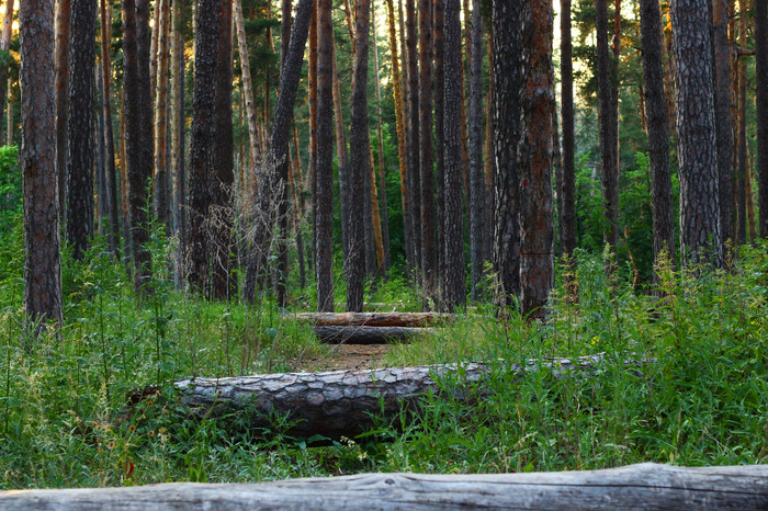 Evening forest - My, The photo, Forest, Sunset, Evening, beauty, Tolyatti, Beginning photographer, Longpost, Nature