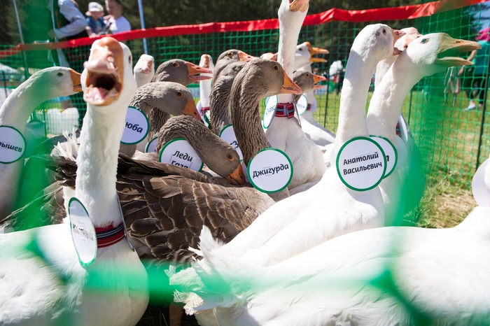 Trump bit Merkel on Sabantuy! - My, Pervouralsk, Yekaterinburg, Sabantuy, Swan geese, Horse-race