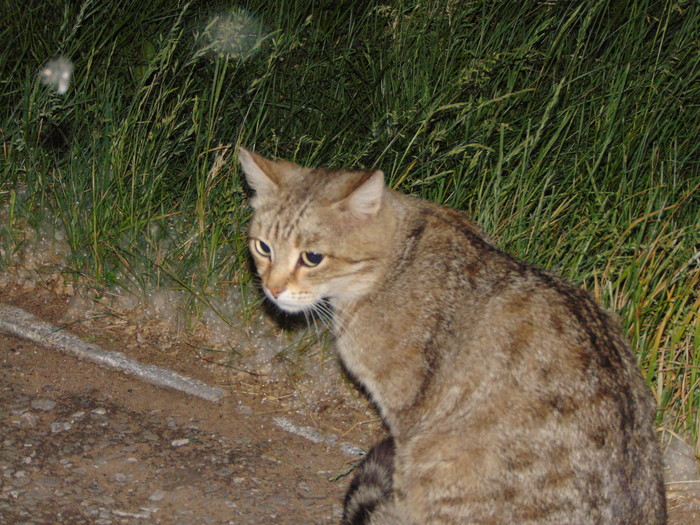 Дворовая команда. - Моё, Кот, Дворовые кошки, Длиннопост