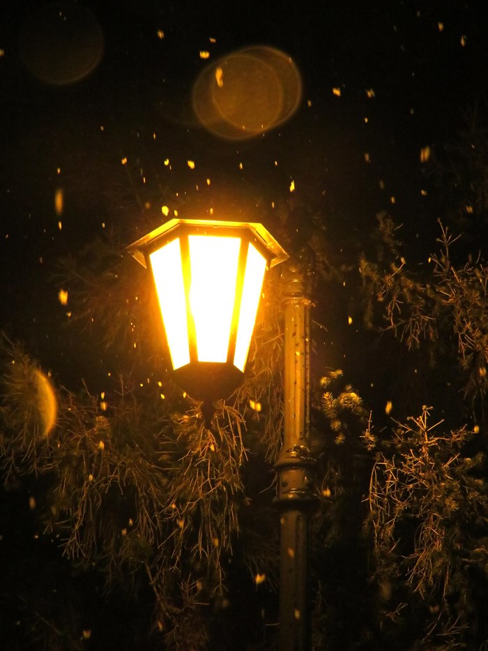 It's not a summer topic, but I want to share - My, Beginning photographer, Christmas, Winter, Christmas trees, Lamp, The photo, Glare