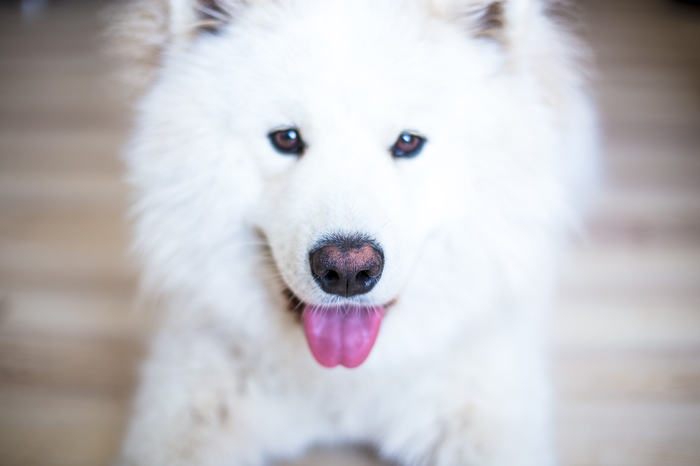 Ps .. boy, let's go for a walk) - My, Dog, Samoyed, , Pets, The photo, League of photographers