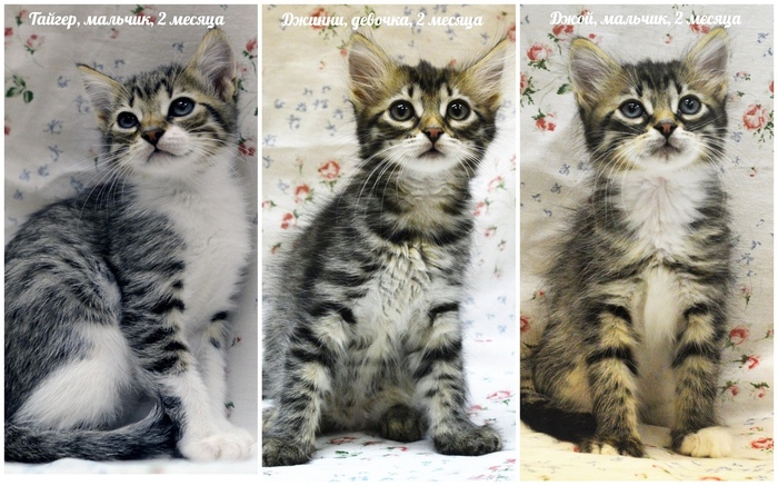 The striped trio are looking for a home - My, Moscow, Kittens, In good hands, Helping animals, Help, cat, Longpost