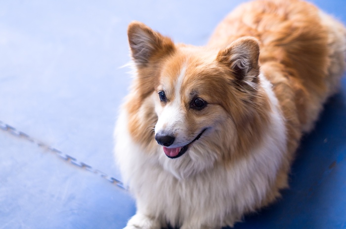 Cookies - Corgi, My, Dog, The photo