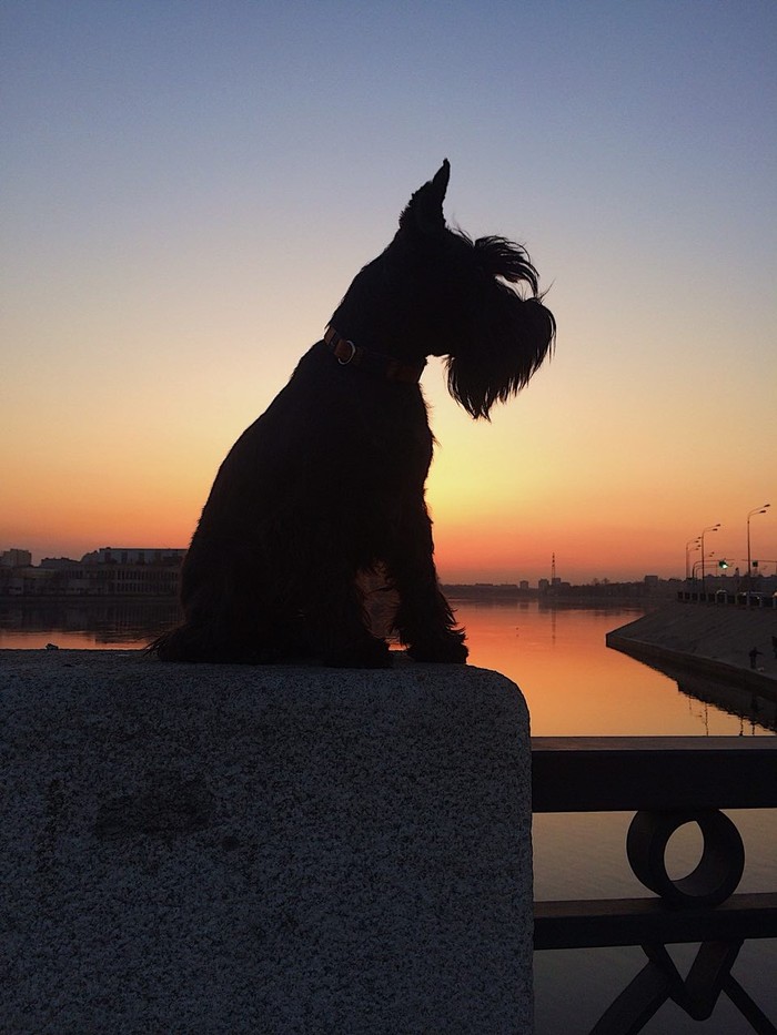 Neva, great view - My, Dog, Saint Petersburg, Sunset, Miniature schnauzer