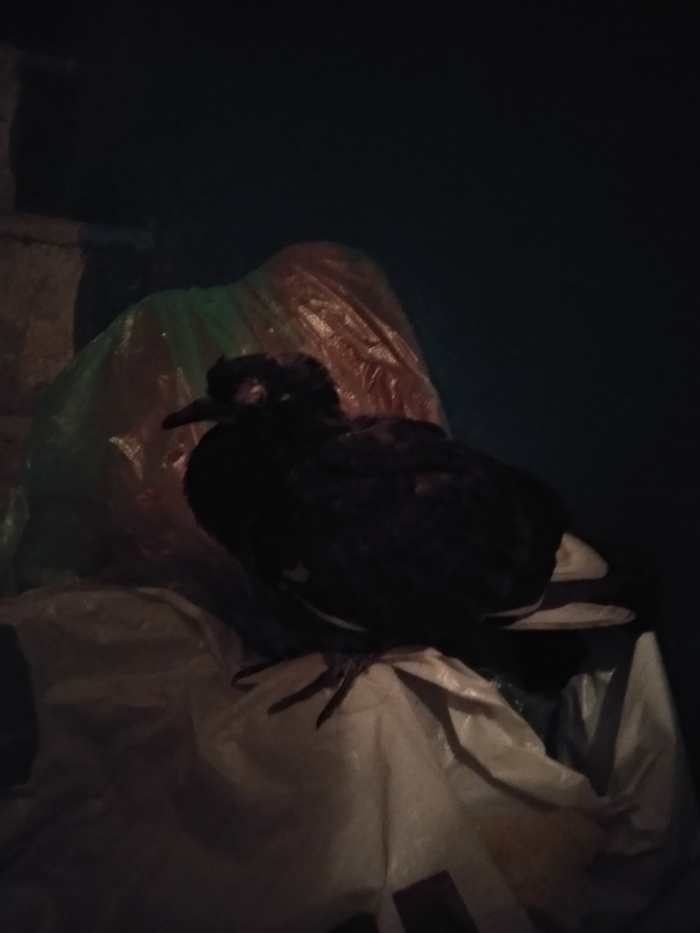 Here is such a poor fellow sitting in the entrance. One eye is missing, he is not afraid of us. How can we help him? I would not want to leave to die. Kiev - My, Lost, Birds, It's a pity, A pity