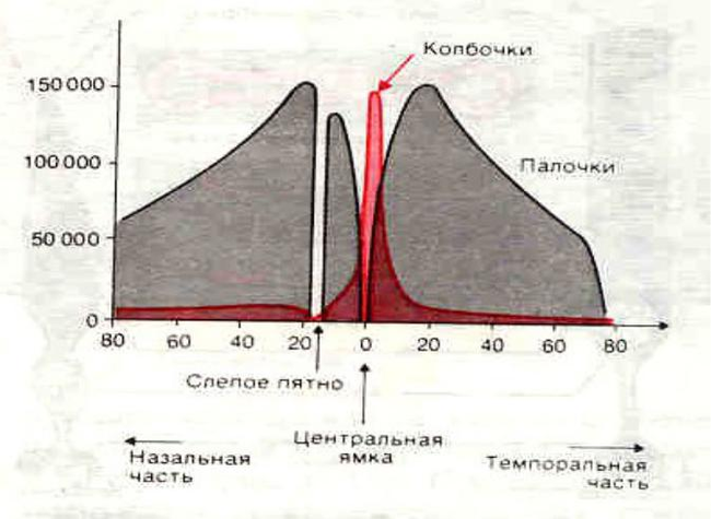 Как мы на самом деле видим мир - Моё, Наука, Физиология, Зрение, Глаза, Биология, Человек, Медицина, Человек наук, Длиннопост