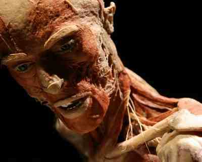 Plastination - insanity or art? - Plastination, Mummy, , Exhibition, , Dead body, Longpost, GГјnther von Haggens