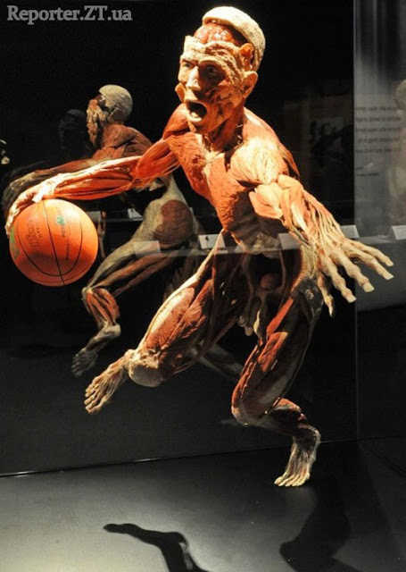 Plastination - insanity or art? - Plastination, Mummy, , Exhibition, , Dead body, Longpost, GГјnther von Haggens